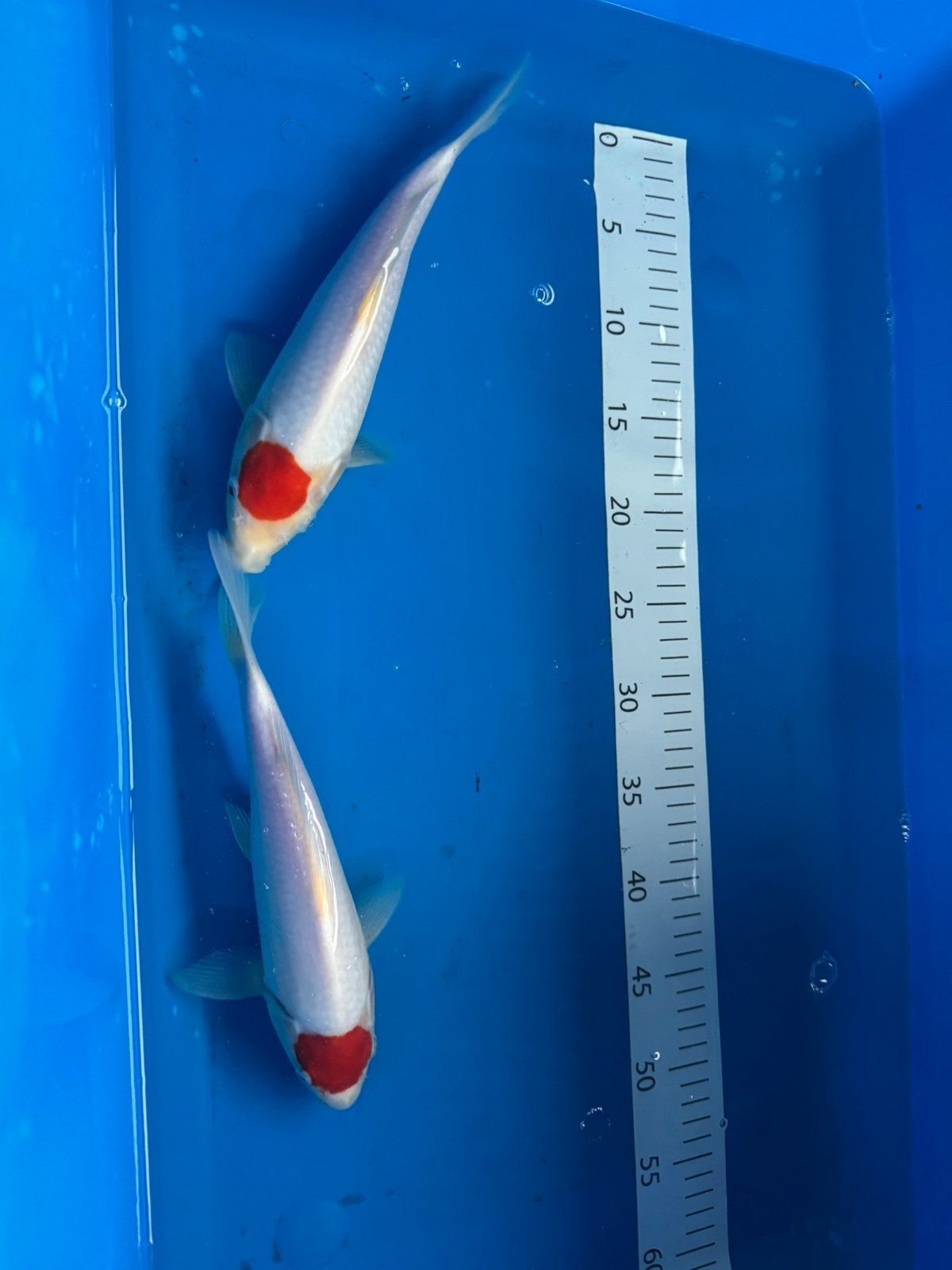Tancho Kohaku ACTIE ‼️‼️, Karper of Koi