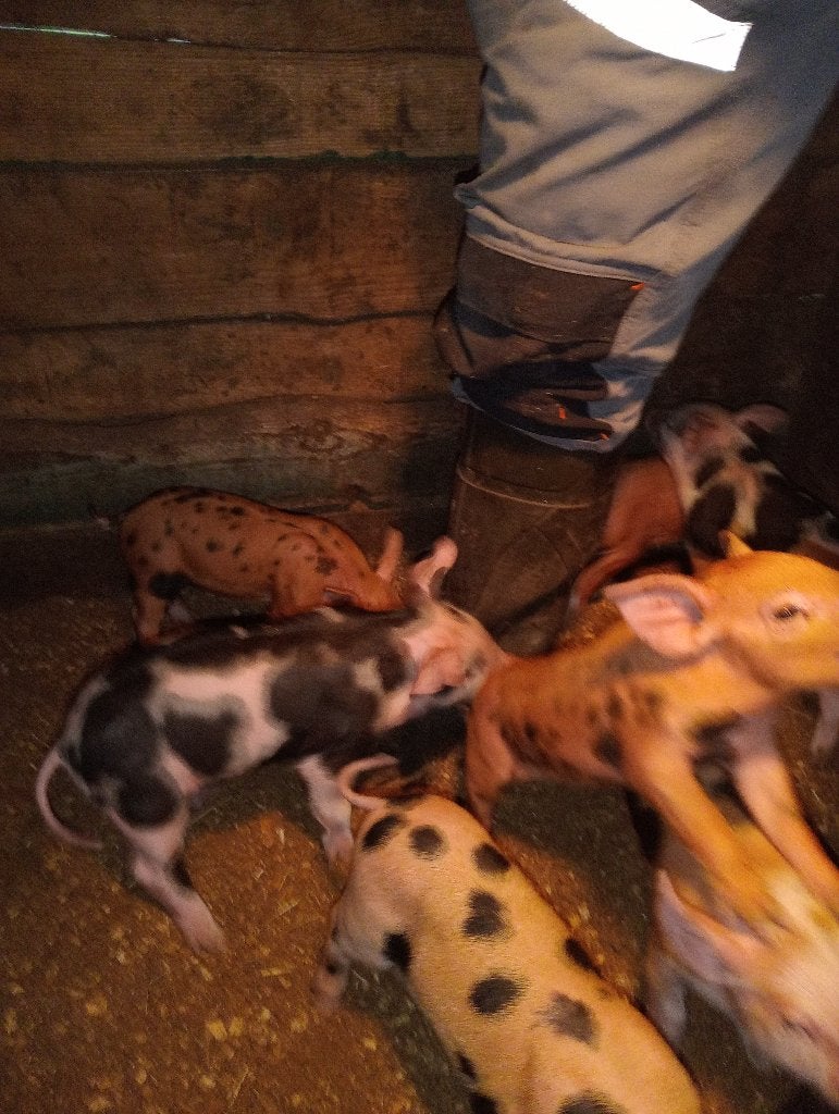 Te koop, Dieren en Toebehoren, Meerdere dieren, Varken, 0 tot 2 jaar
