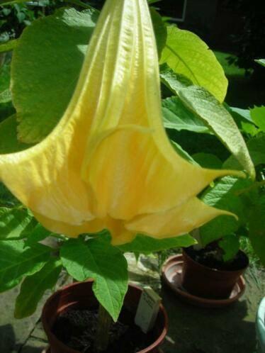 Brugmansia stekken  geurende GELE, Overige soorten, Vaste plant, Ophalen of Verzenden, Halfschaduw