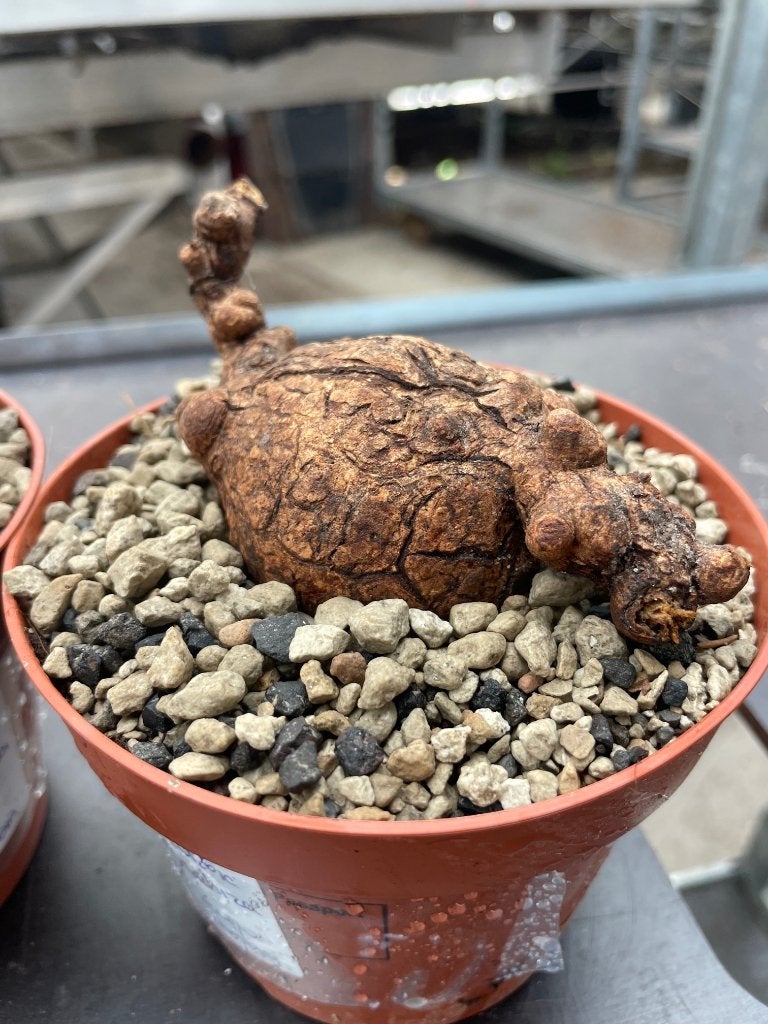 Caudex Euphorbia Platyrrhiza potmaat 12cm Zambia., Overige soorten, Ophalen of Verzenden, In pot, Minder dan 100 cm