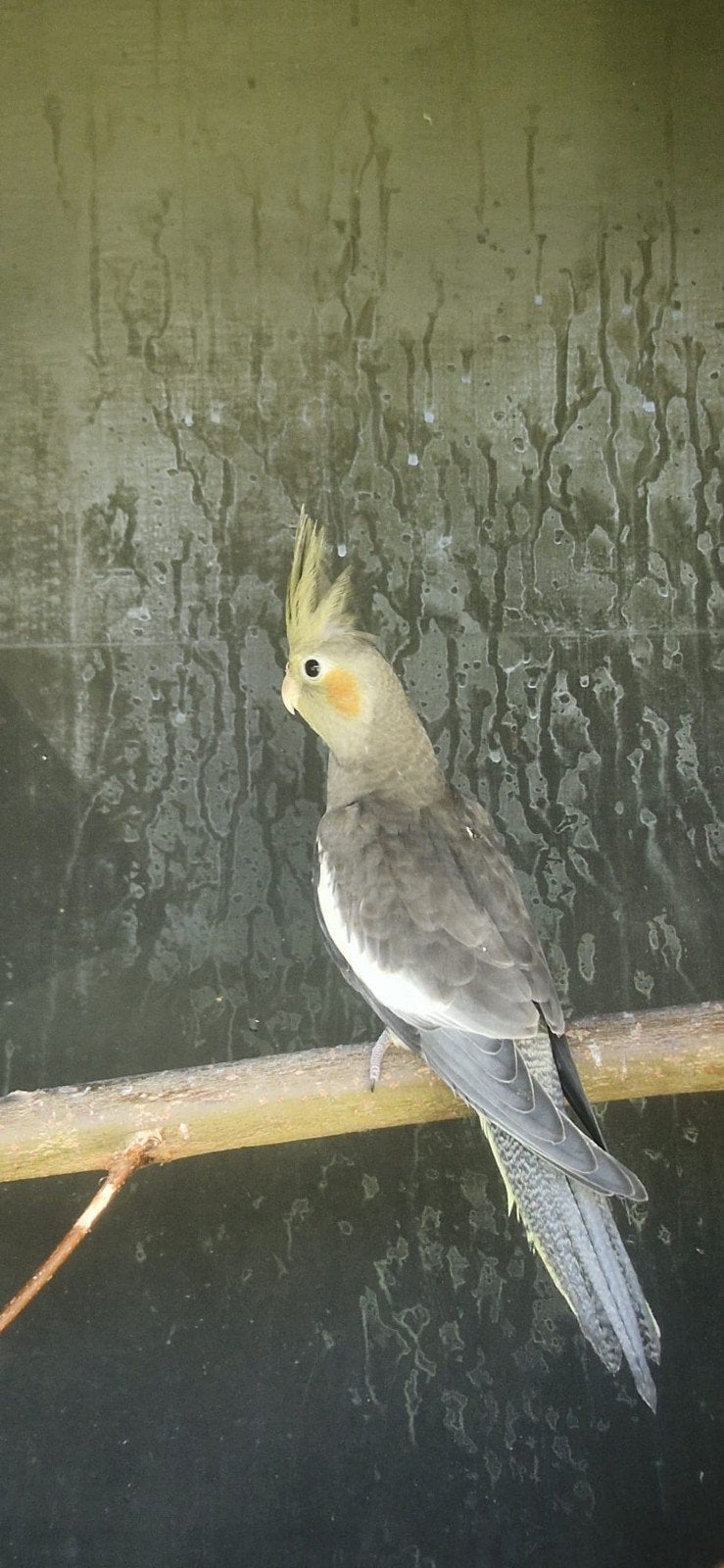 Te koop: 2 jonge valkparkieten, Meerdere dieren, Parkiet