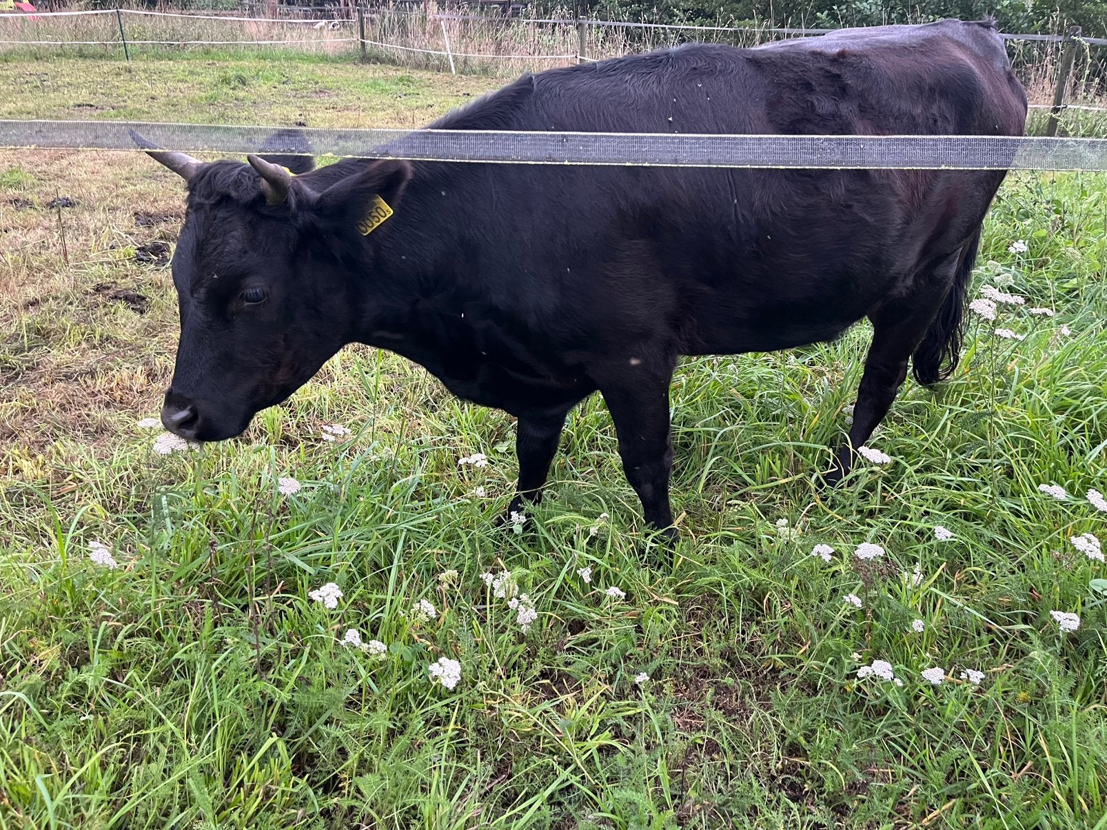 Dexter koe (pink) te koop, Dieren en Toebehoren, Vrouwelijk, 0 tot 2 jaar