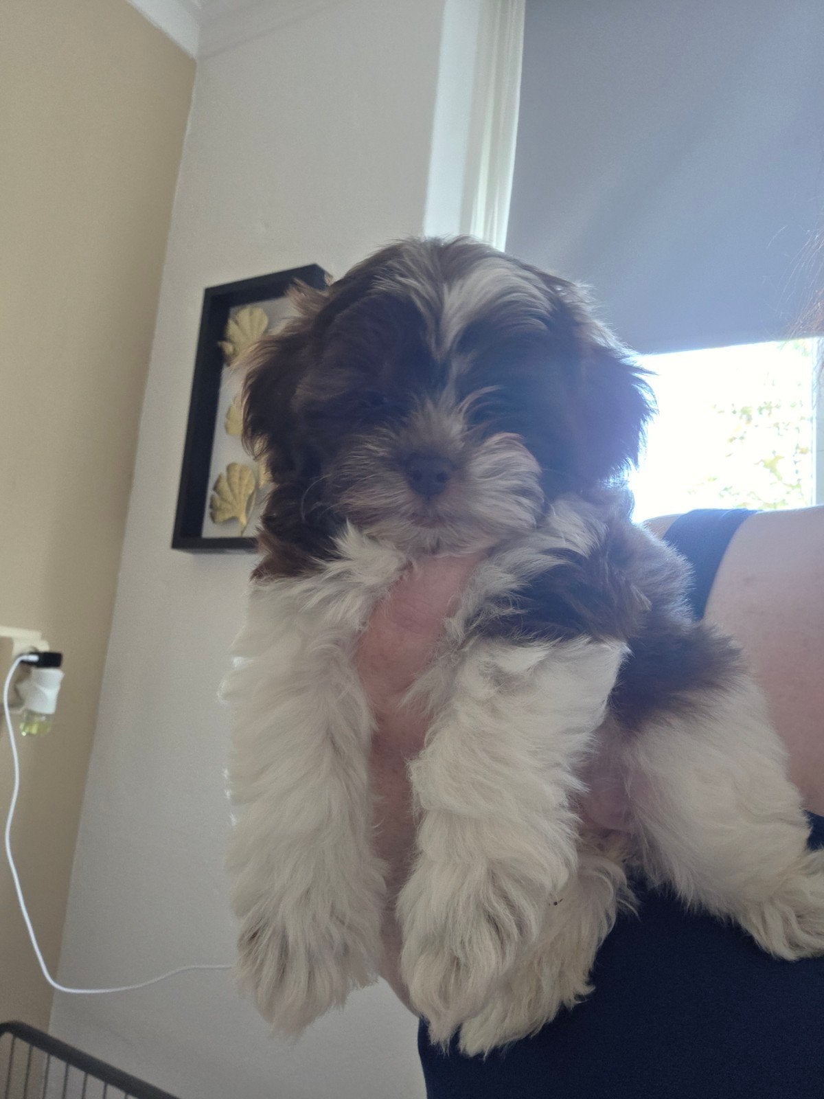 lieve shih tzu/ toy poedel puppy, Dieren en Toebehoren, Honden | Chihuahua's en Gezelschapshonden, Overige rassen, Teef, Eén hond