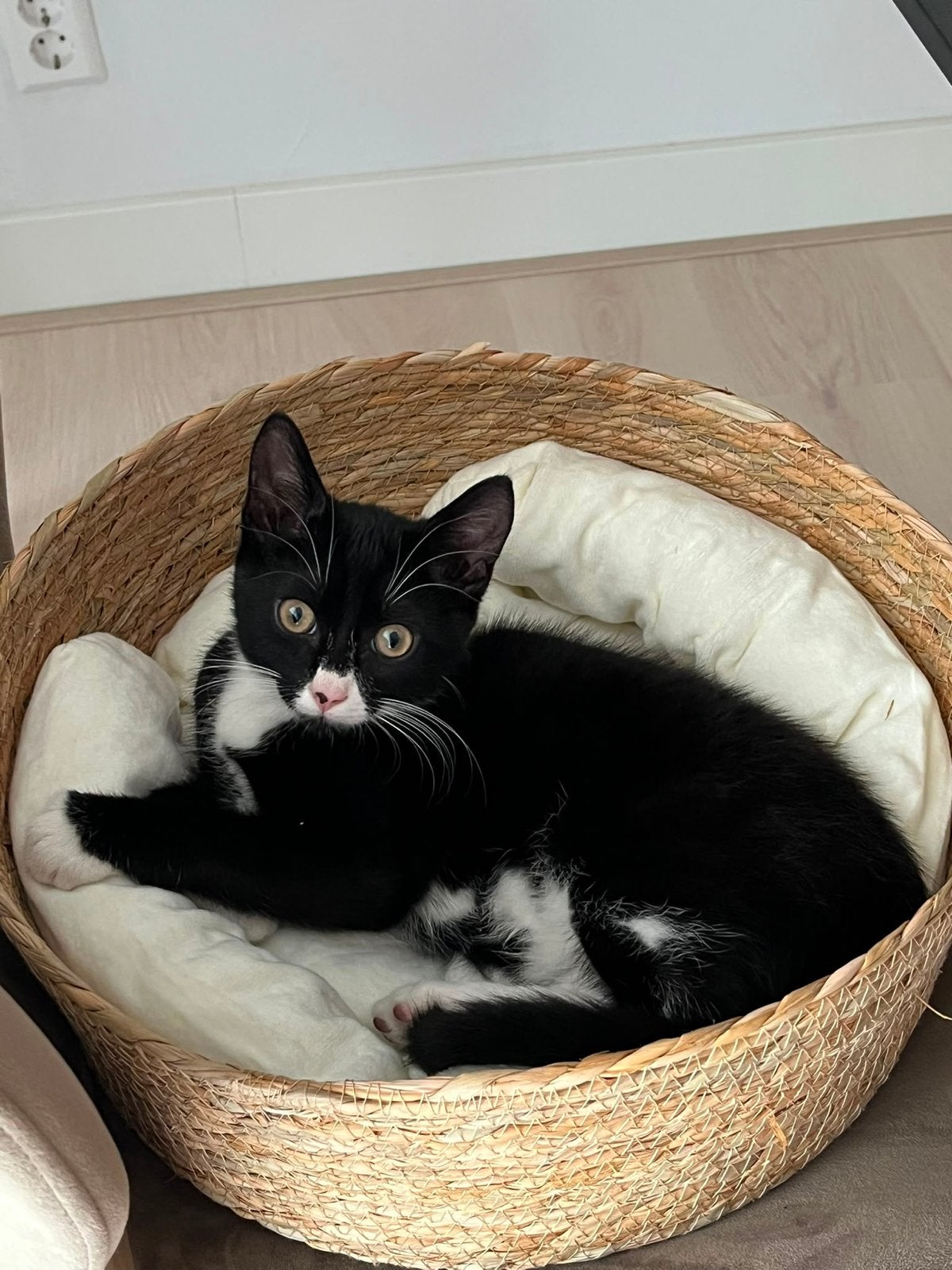 Zoekt z.s.m. een liefdevol nieuw thuis GRATIS, Kater, 0 tot 2 jaar