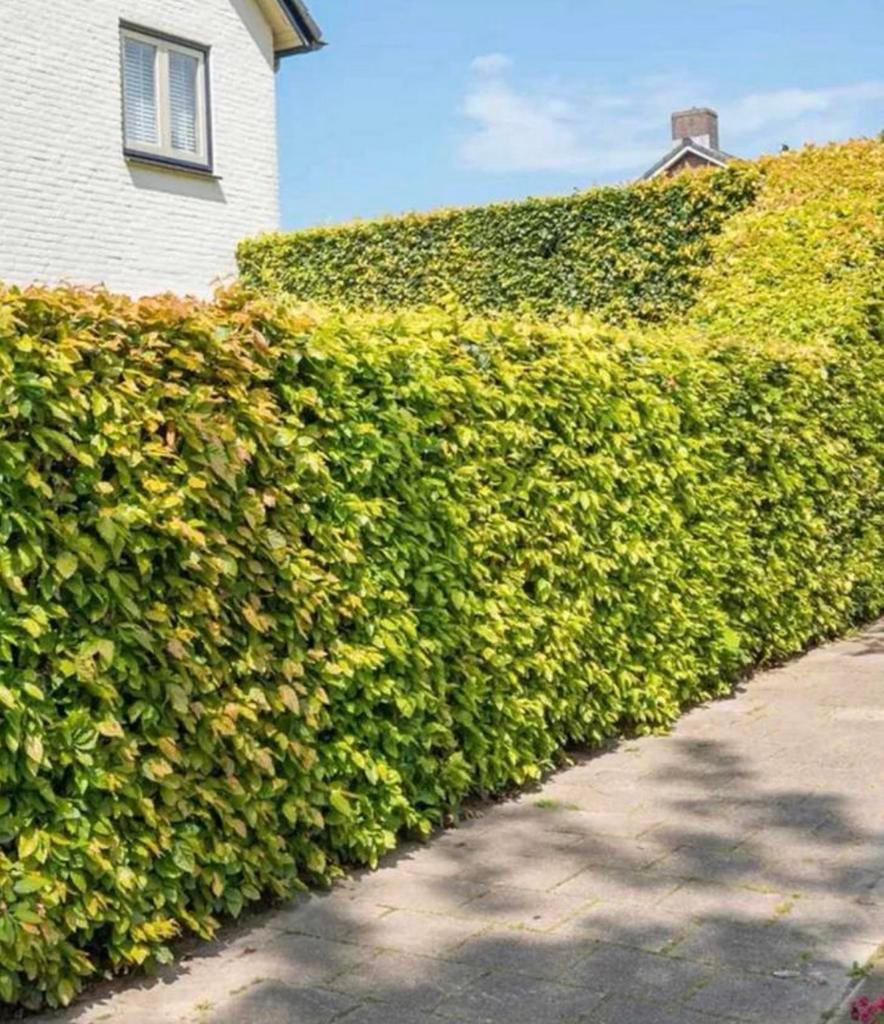 Beukenhaag “FAGUS”, Ophalen of Verzenden, Beukenhaag, 100 tot 250 cm