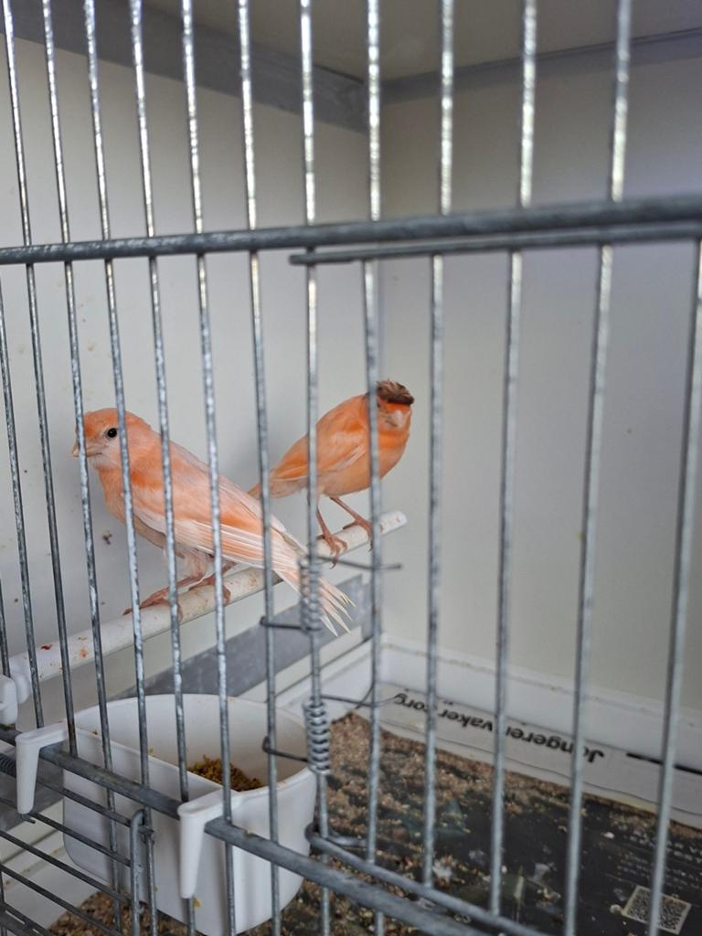 Jonge Harlekijn Kanaries, Dieren en Toebehoren, Meerdere dieren, Kleurkanarie