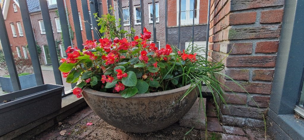 Tuin plants en pots, Volle zon, Vaste plant, Lente, Ophalen