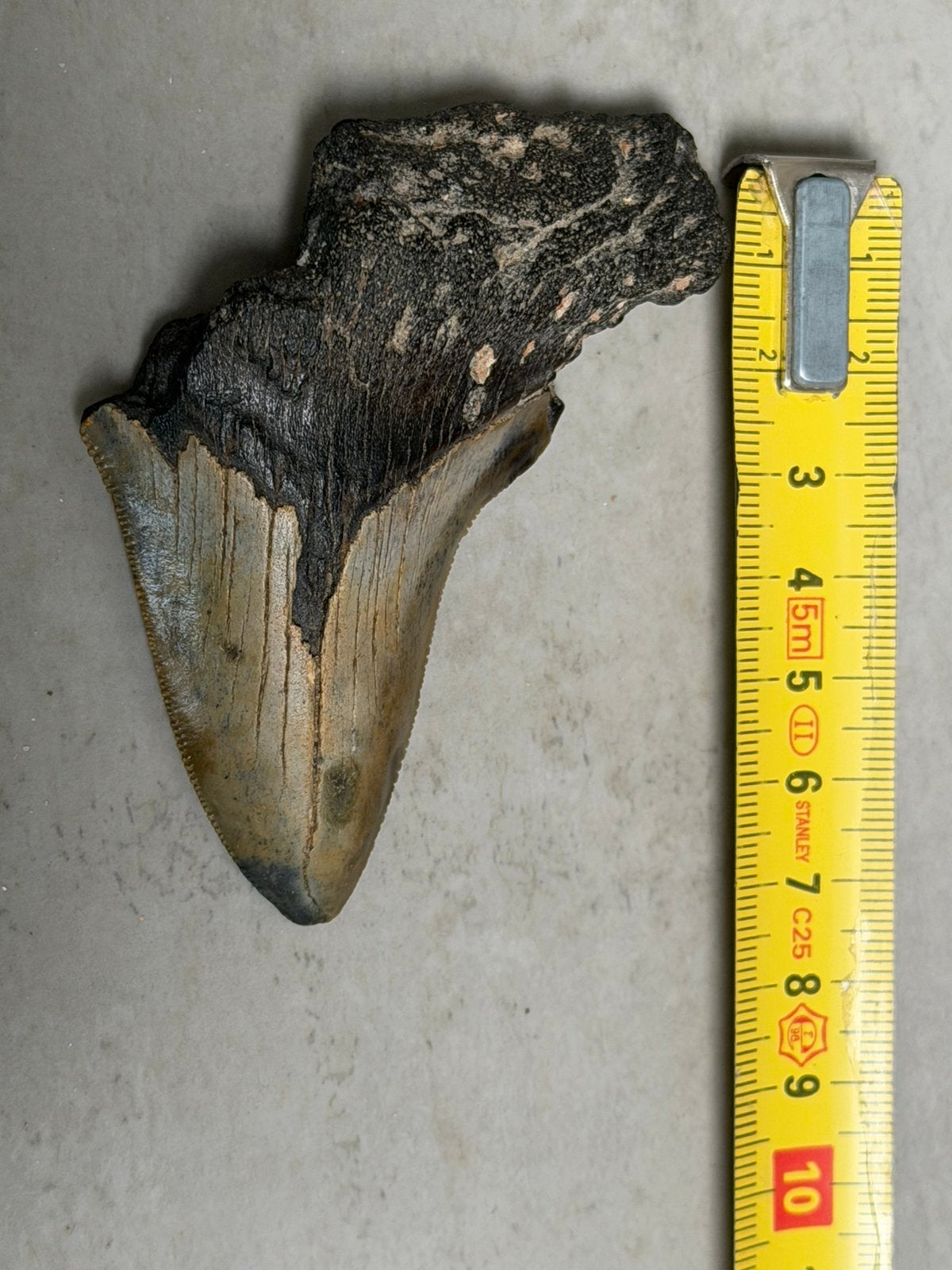 Megalodon fossiele tand, Ophalen of Verzenden, Fossiel
