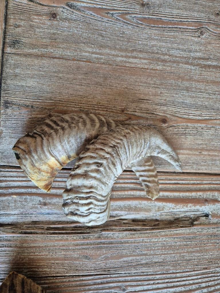 Decoratieve hoorns horens, Ophalen of Verzenden