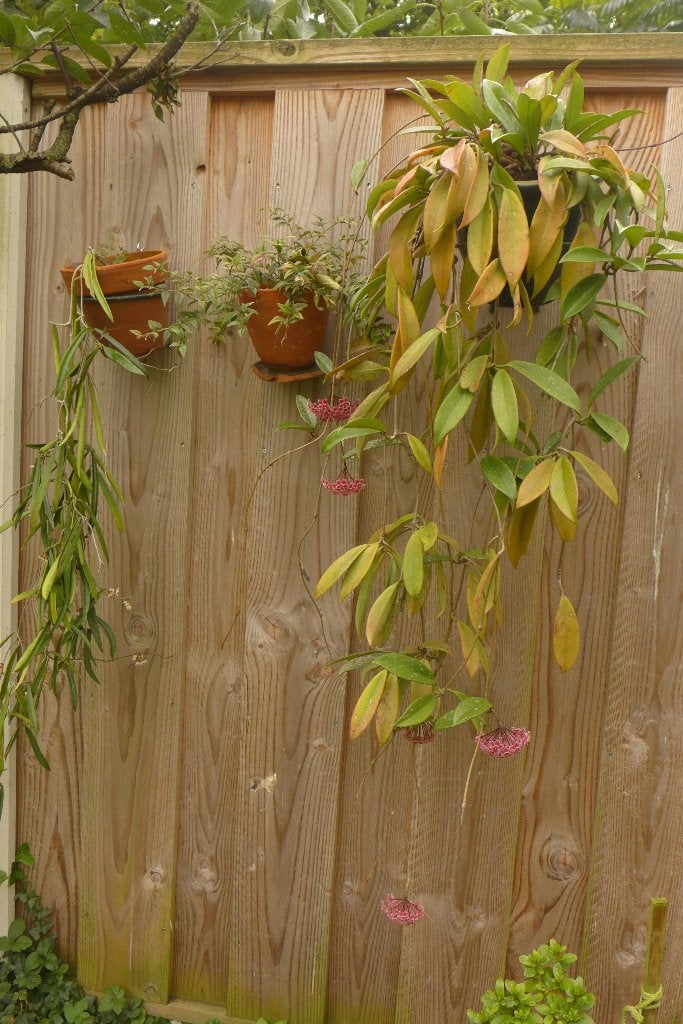 hoya donkerroze, Huis en Inrichting, Ophalen, Overige soorten, Halfschaduw, In pot