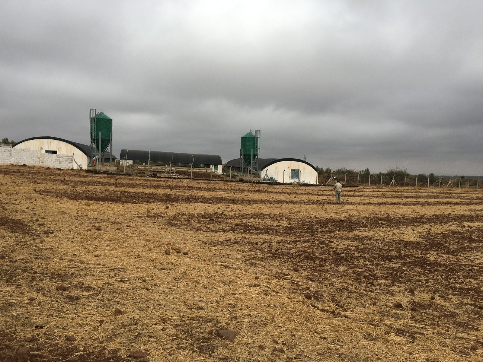 Vleeskuiken boerderij marokko