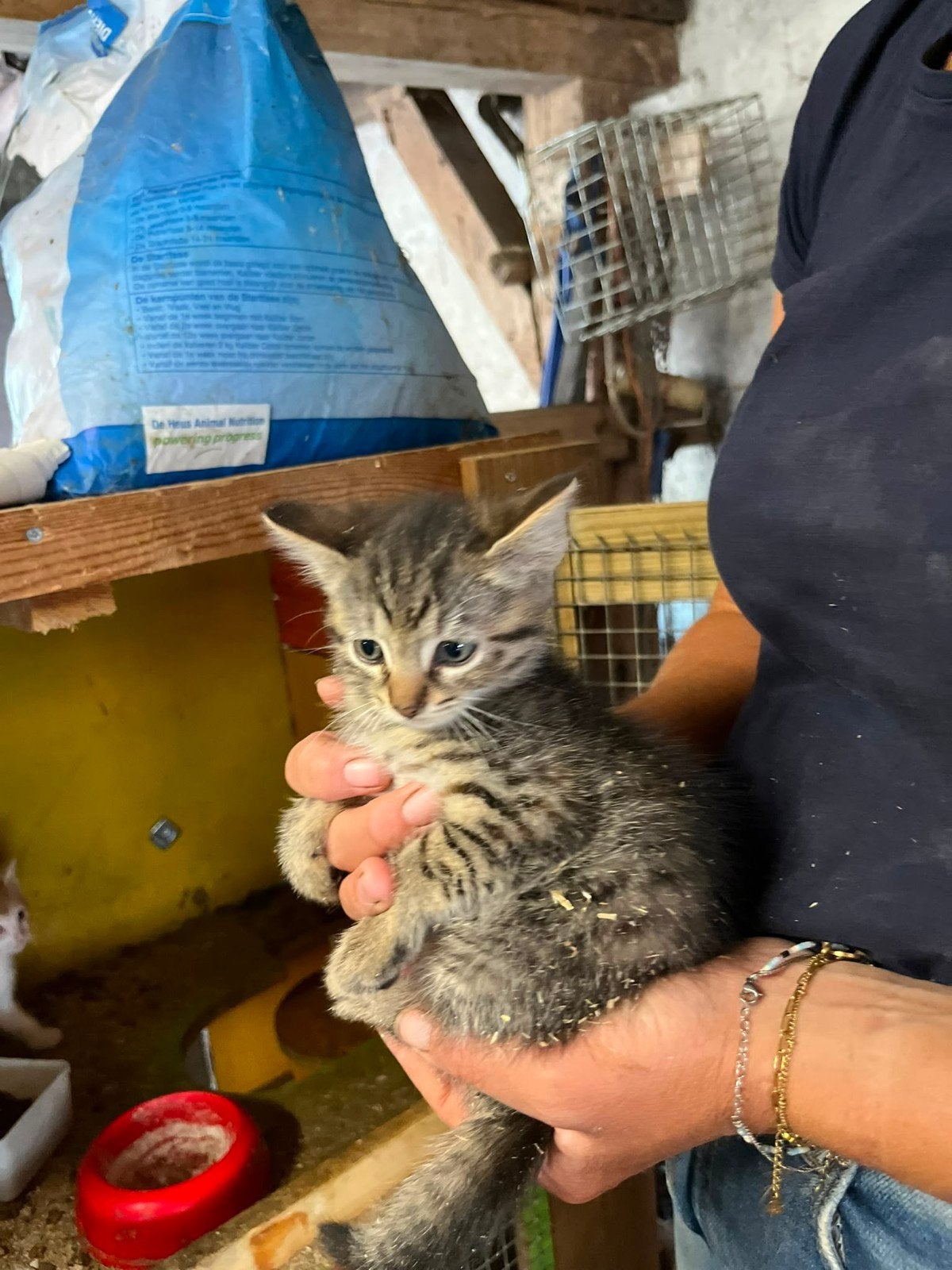Boerderijkittens, Meerdere dieren