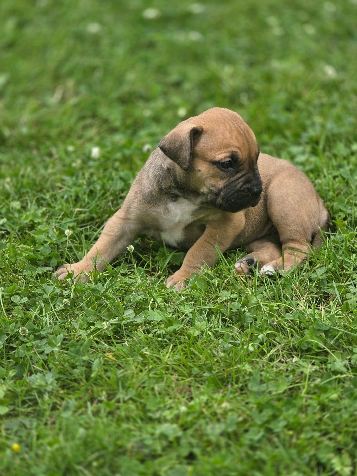 Boerboel pups, Overige rassen, 8 tot 15 weken, Meerdere, Meerdere dieren