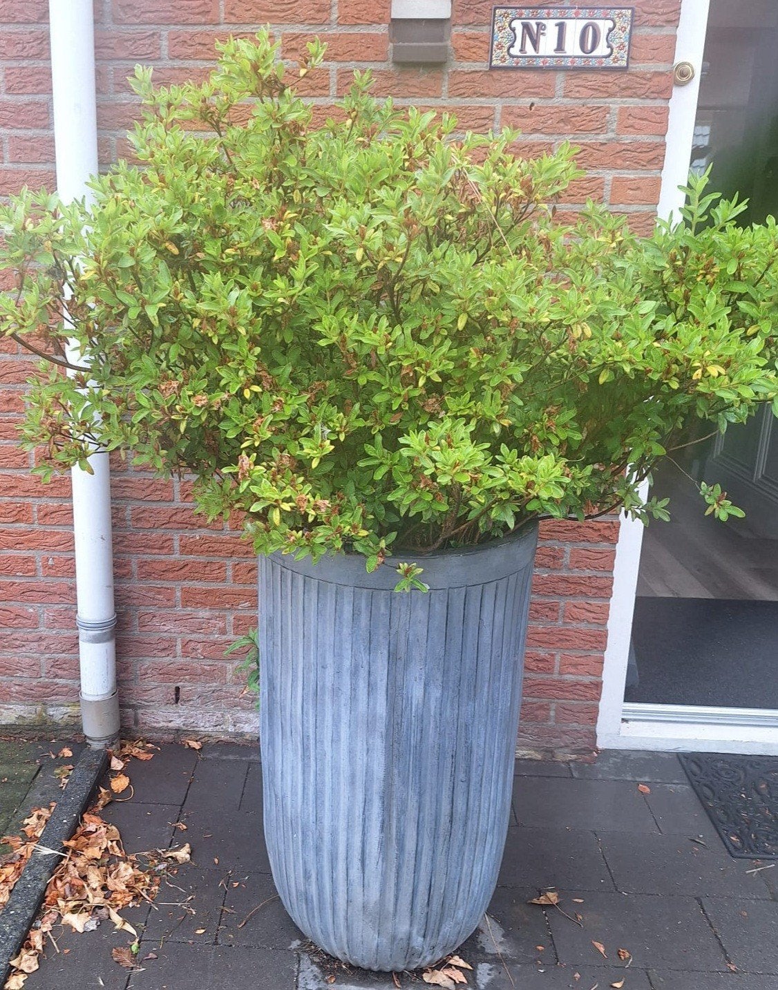 Grote tuinplant met witte bloemen in pot, gratis ophalen!, Vaste plant, Halfschaduw, Lente, Ophalen