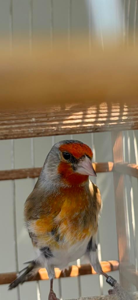 Prachtige bastaard Putter X Kanarie, Dieren en Toebehoren, Vogels | Overige Vogels, Mannelijk, Wildzangvogel, Geringd