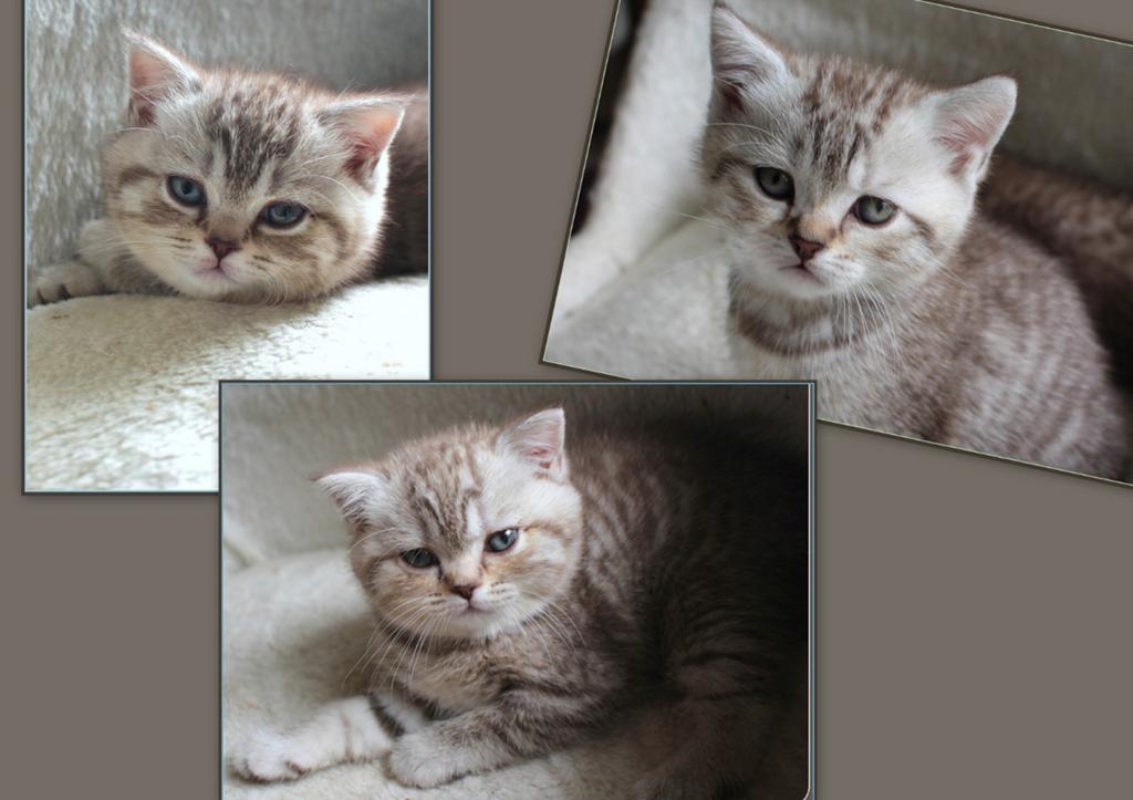 Prachtige brits  korthaar kittens chocolate silver tabby, Dieren en Toebehoren, Kater, Ontwormd