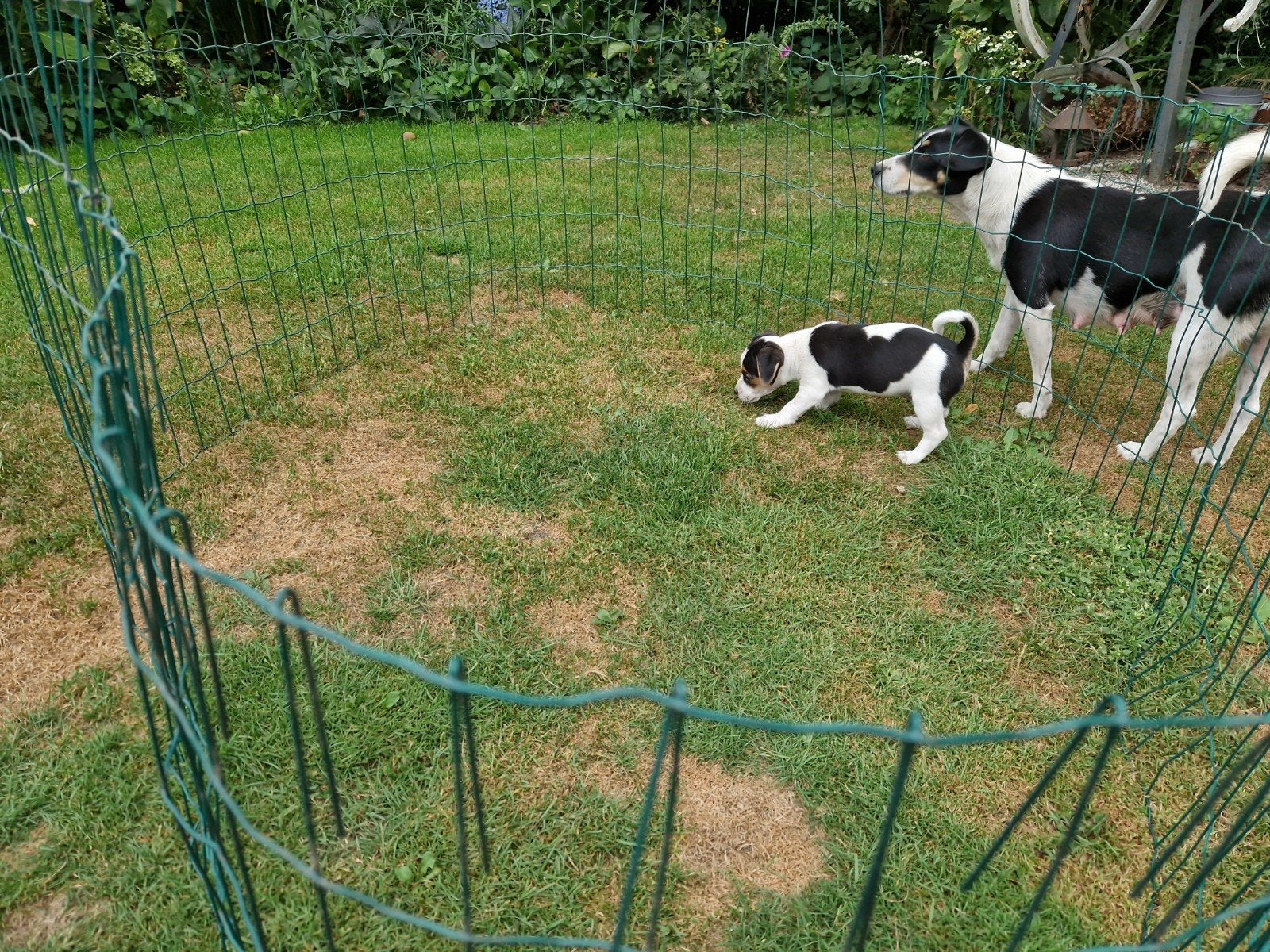 te koop  boerenfox pup teefje, Dieren en Toebehoren, Teef, Eén hond, Nederland, Particulier
