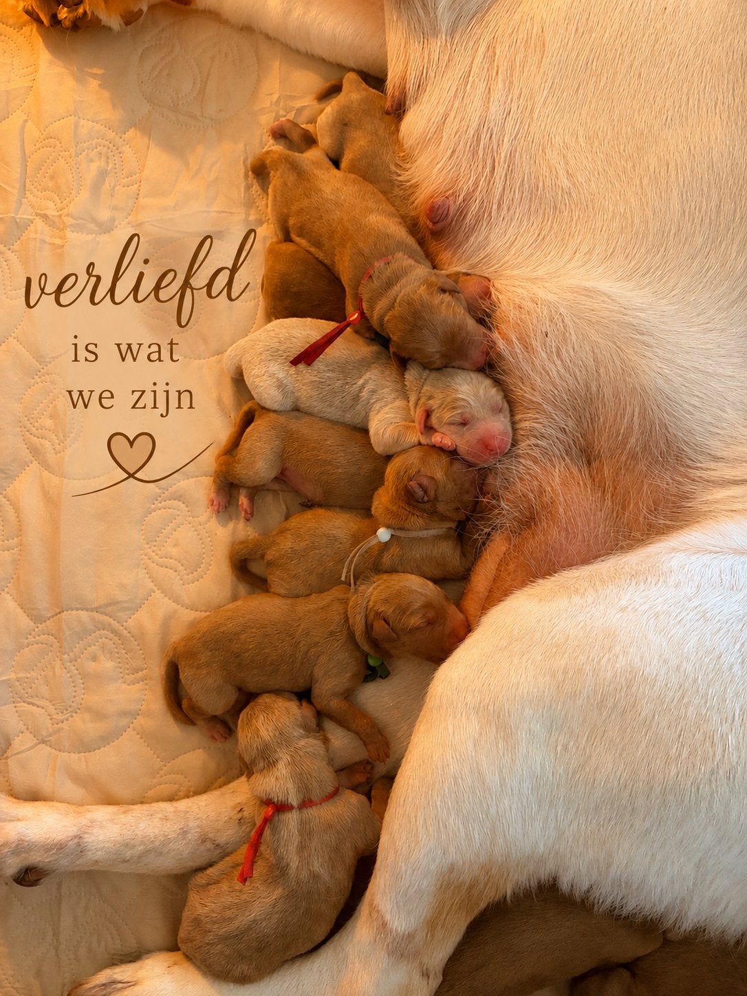 Exclusief Medium Labradoodle nest, Dieren en Toebehoren, Honden | Retrievers, Spaniëls en Waterhonden, Overige rassen, 8 tot 15 weken