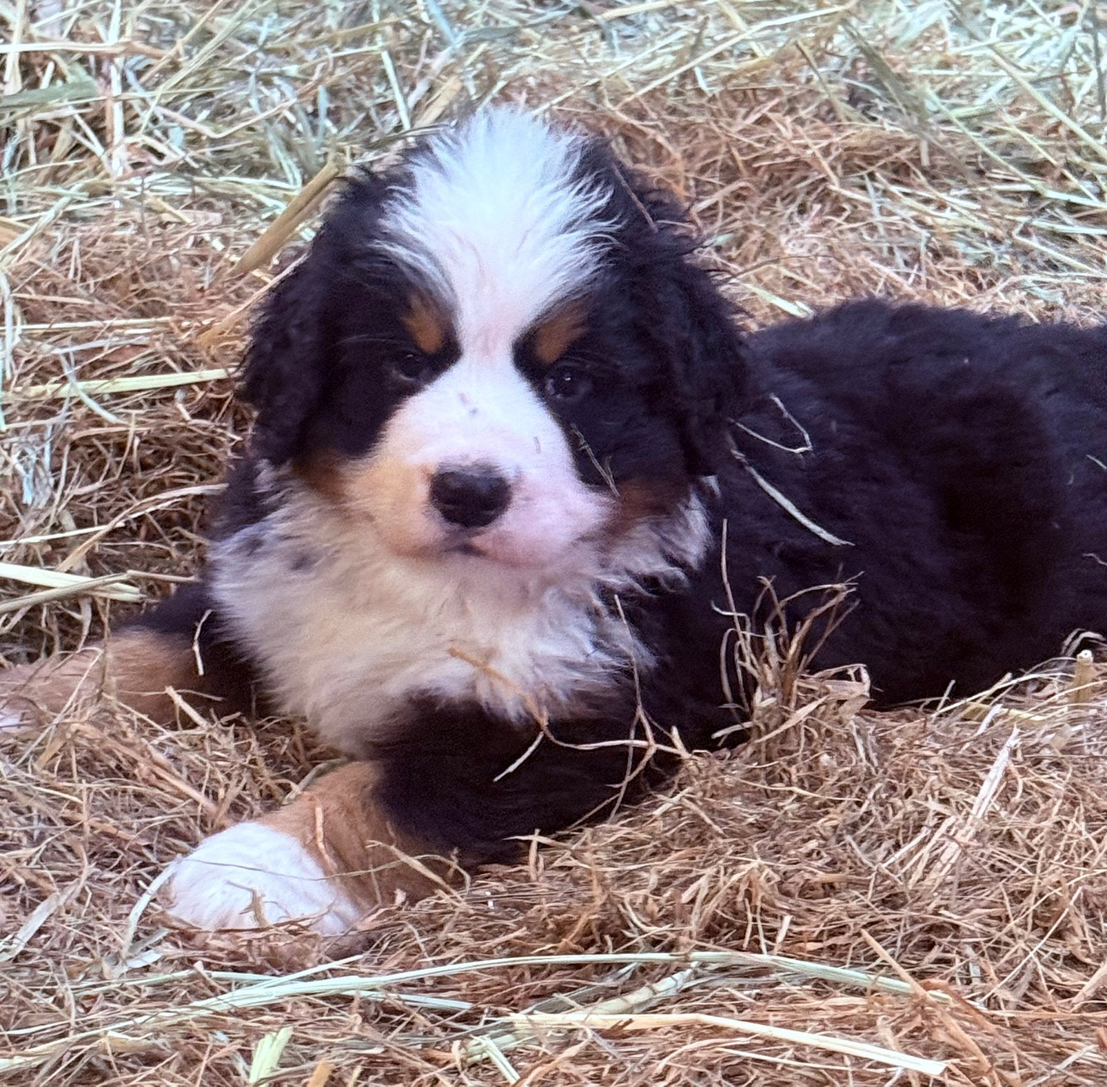 Prachtig Berner senner pups, Parvo, Overige rassen, 8 tot 15 weken, Meerdere