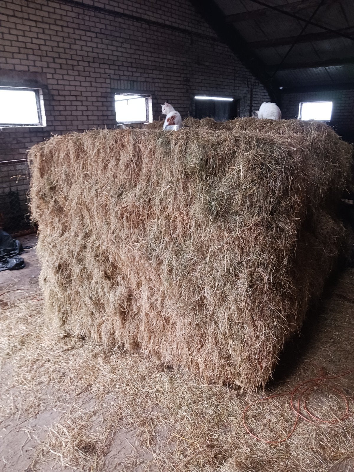 super mooi hooi te koop, Ophalen of Verzenden