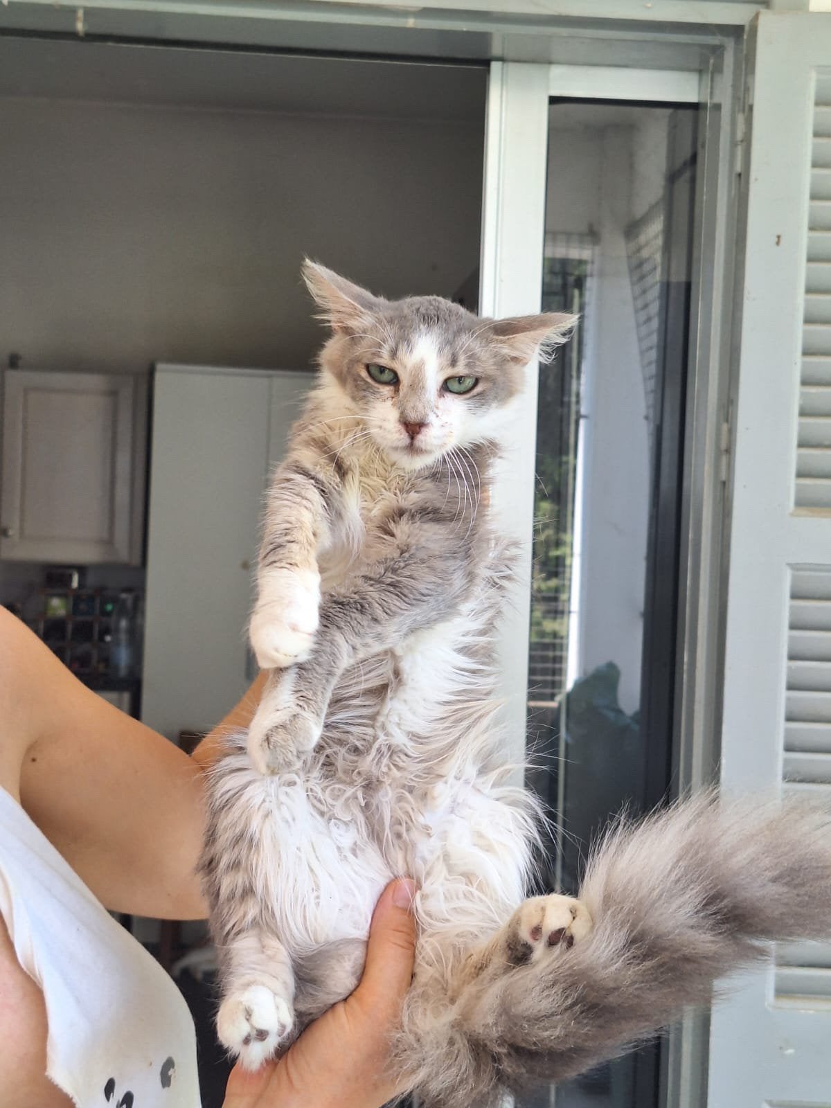 Abby 5 mnd gesteriliseerd poesje (nog op Cyprus) ter adoptie, Dieren en Toebehoren, Katten en Kittens | Overige Katten, Poes