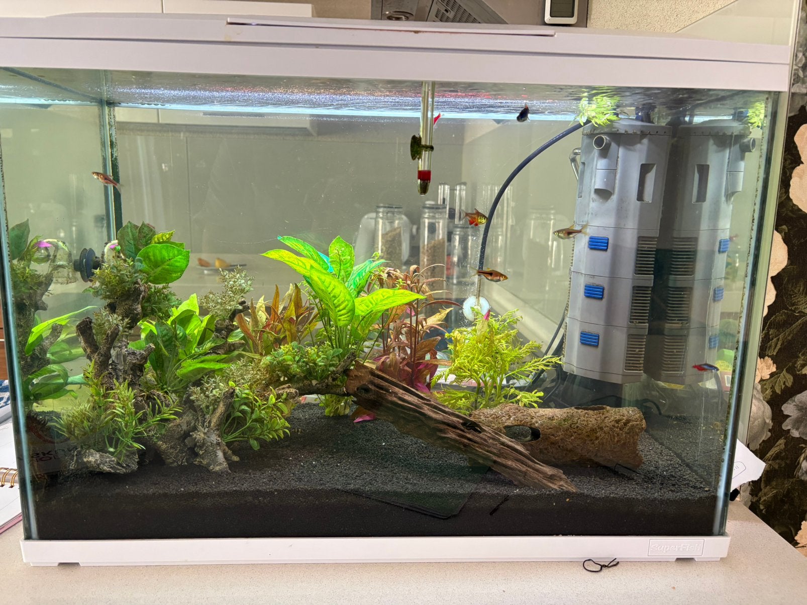 Aquarium 100 liter, Ophalen, Gebruikt, Gevuld zoetwateraquarium, Superfish