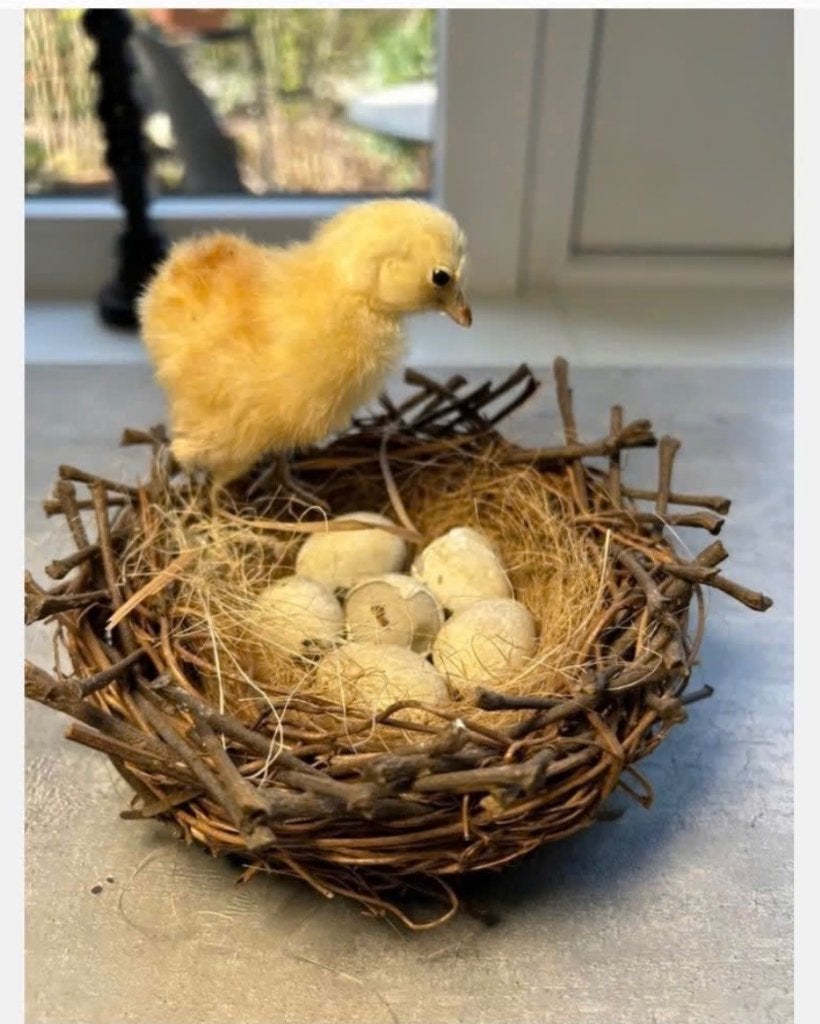 Echt opgezet kippen kuikentje op nest met eieren, Verzamelen, Ophalen of Verzenden, Vogel, Opgezet dier