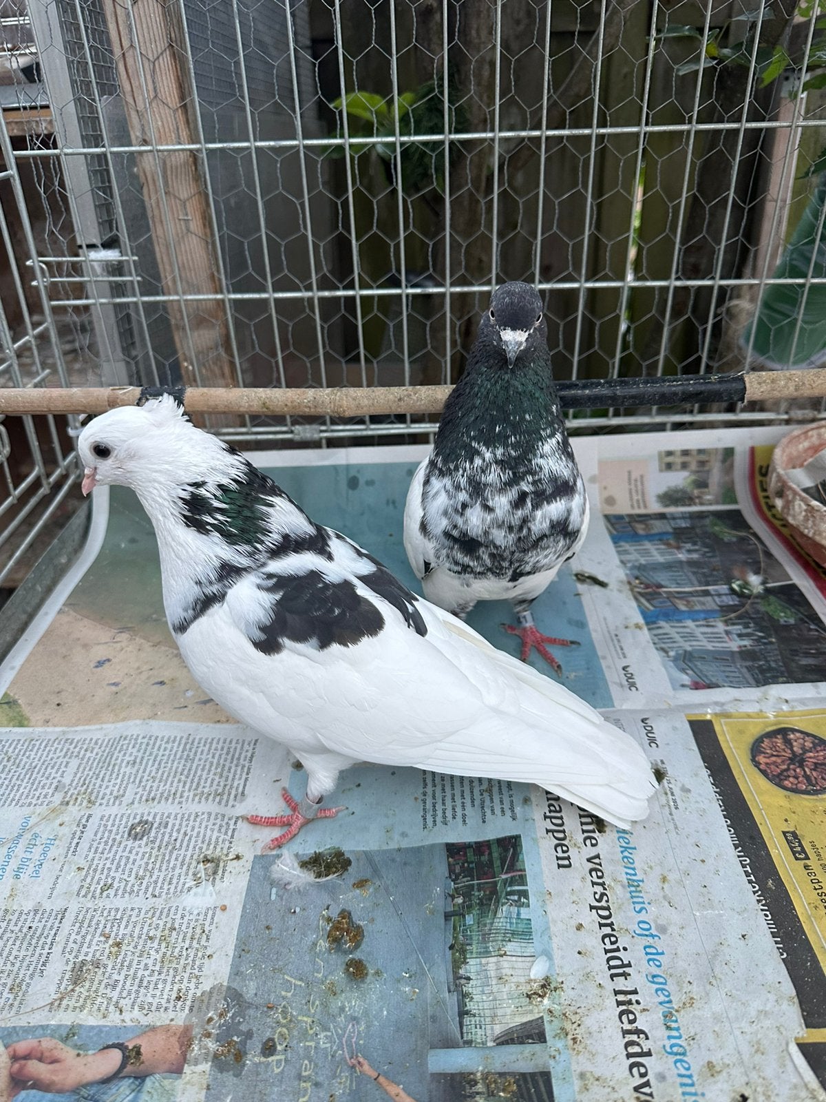 Kleur duiven, Meerdere dieren, Postduif