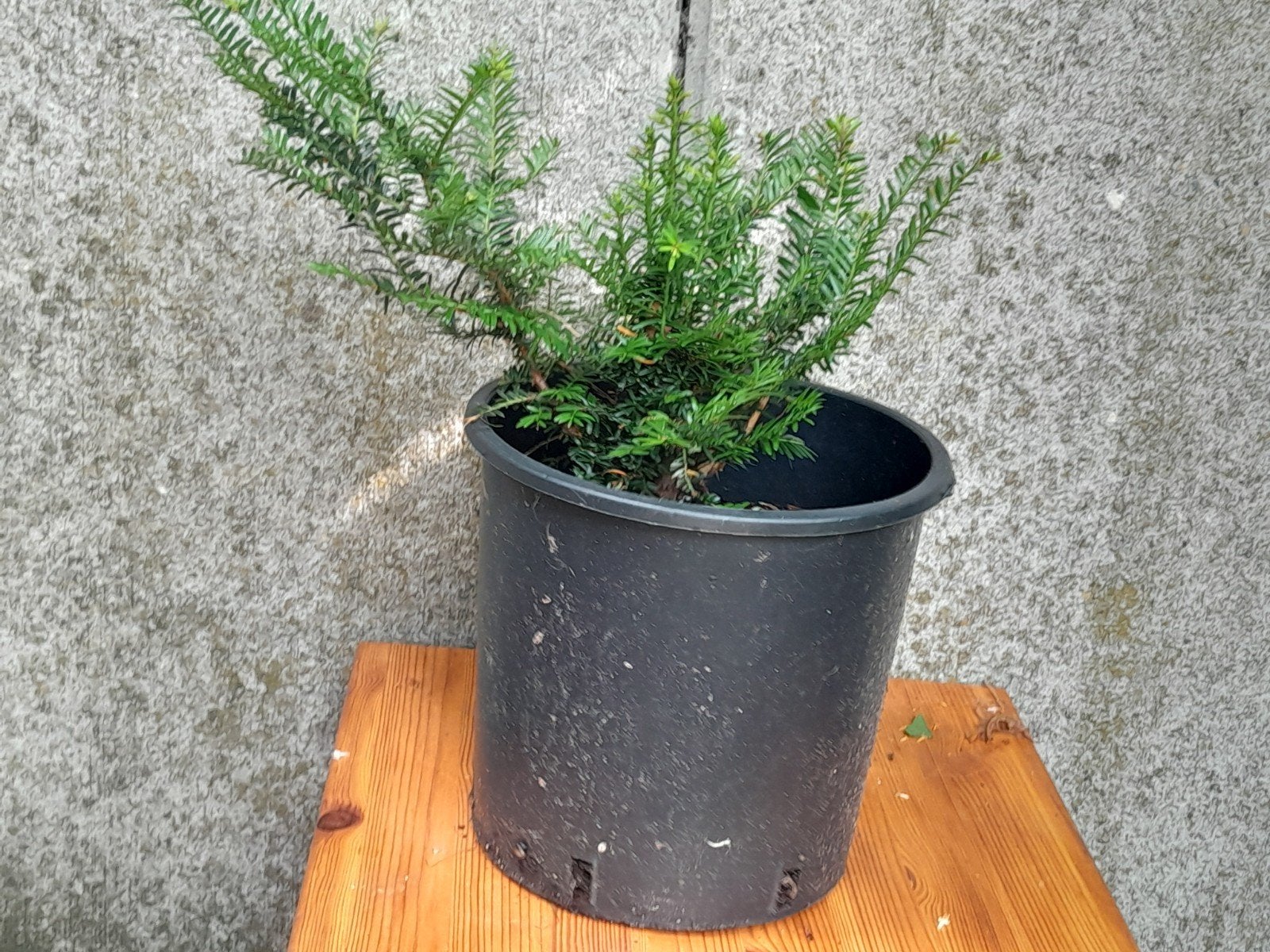 Taxus, Ophalen, Taxus, Struik, Minder dan 100 cm
