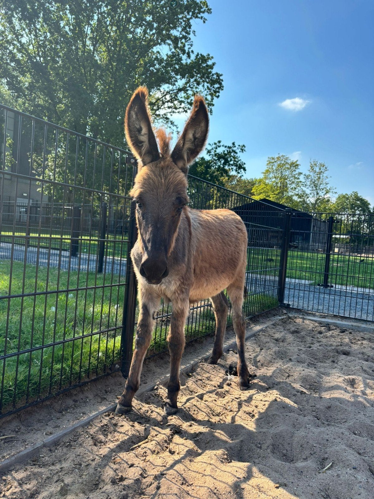 lief ezel veulentje, Dieren en Toebehoren, April, Mannelijk