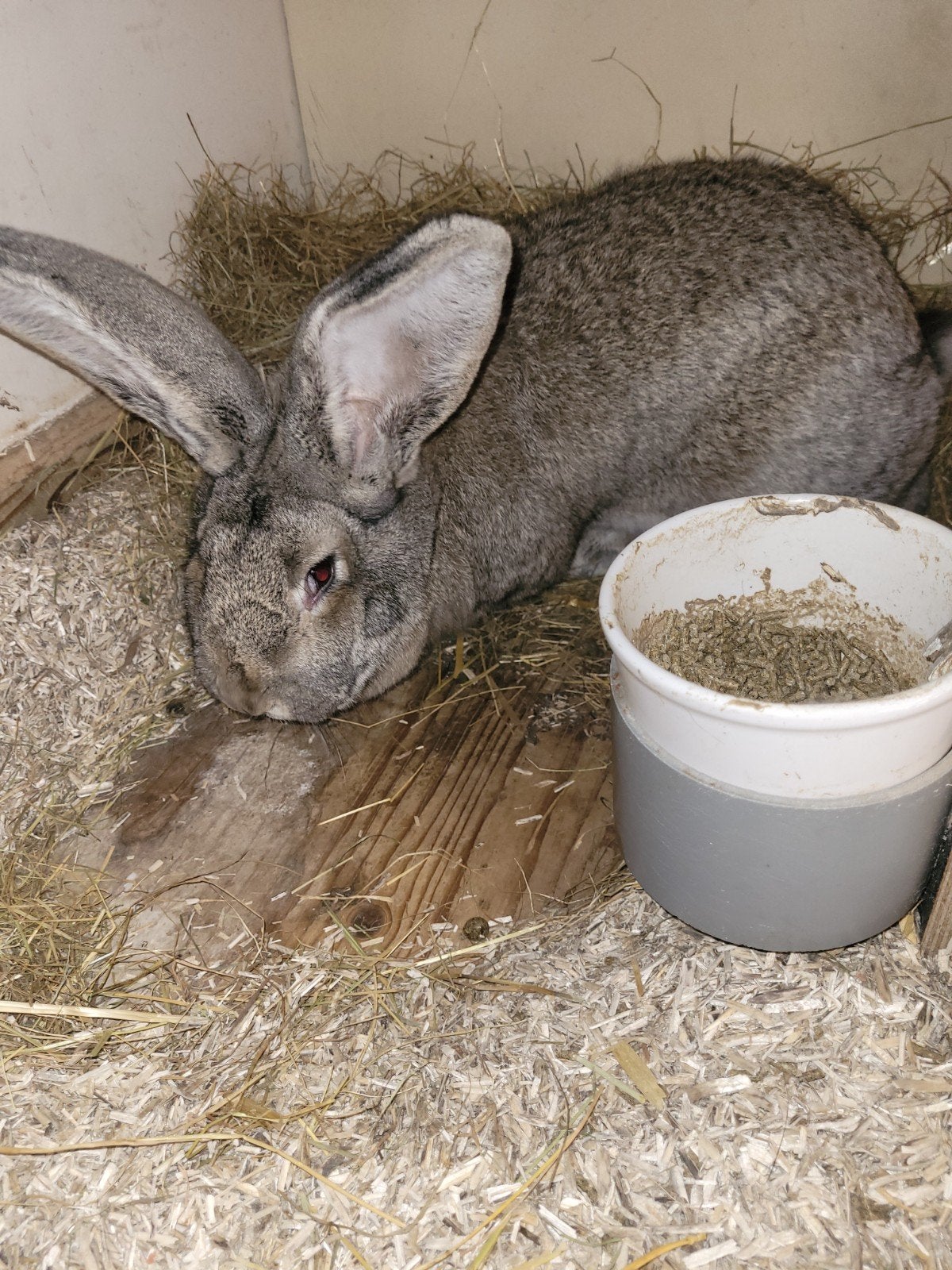raszuivere vlaamse reus, Dieren en Toebehoren, Konijnen, Vrouwelijk, Groot
