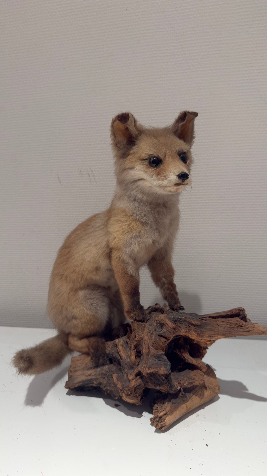 Jonge vos taxidermie, Verzamelen, Dierenverzamelingen, Ophalen, Zo goed als nieuw, Wild dier, Opgezet dier