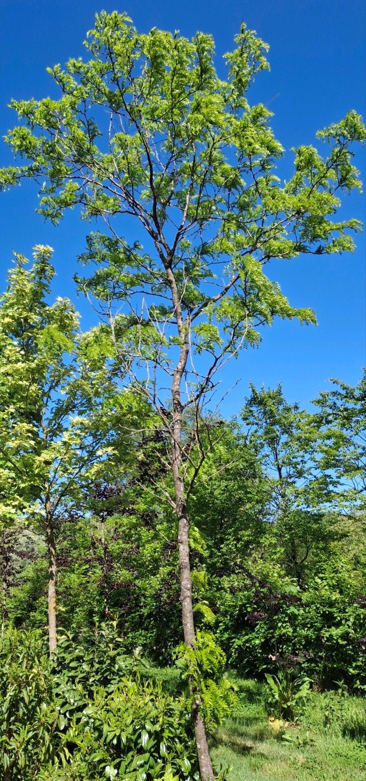Robinia, valse acacia of honingboom | Groot formaat OP = OP, Bloeit niet, Overige soorten, 400 cm of meer, Ophalen