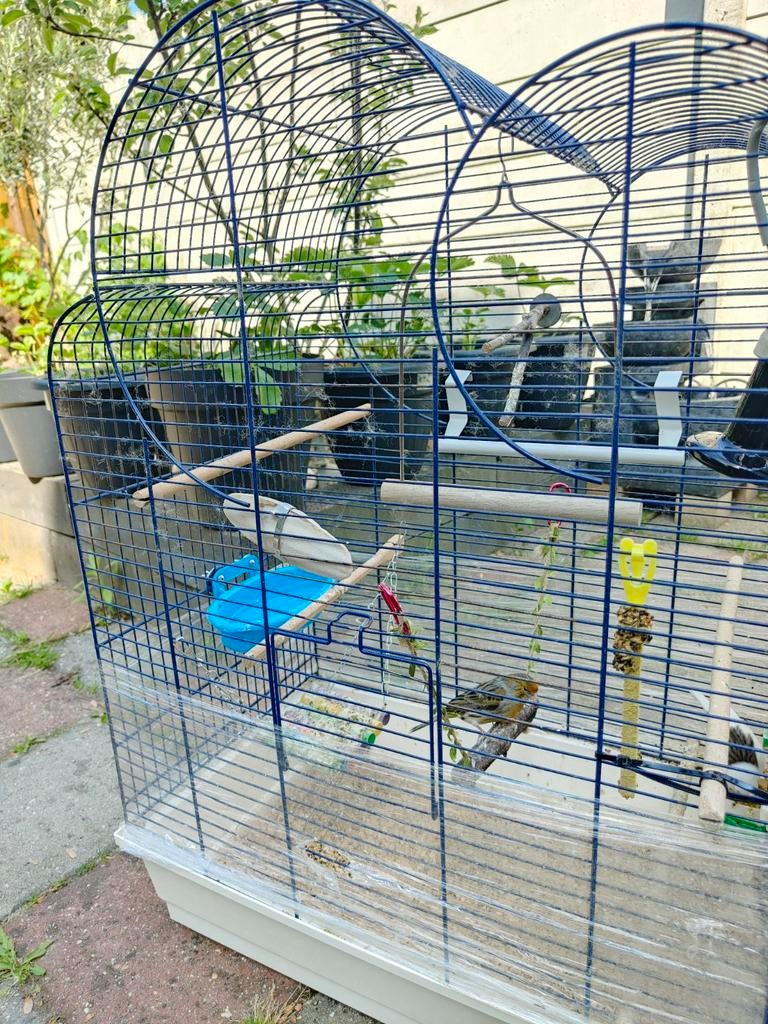 Mooi koppel Kanaries inclusief kooi, Dieren en Toebehoren, Vogels | Kanaries, Meerdere dieren, Kleurkanarie