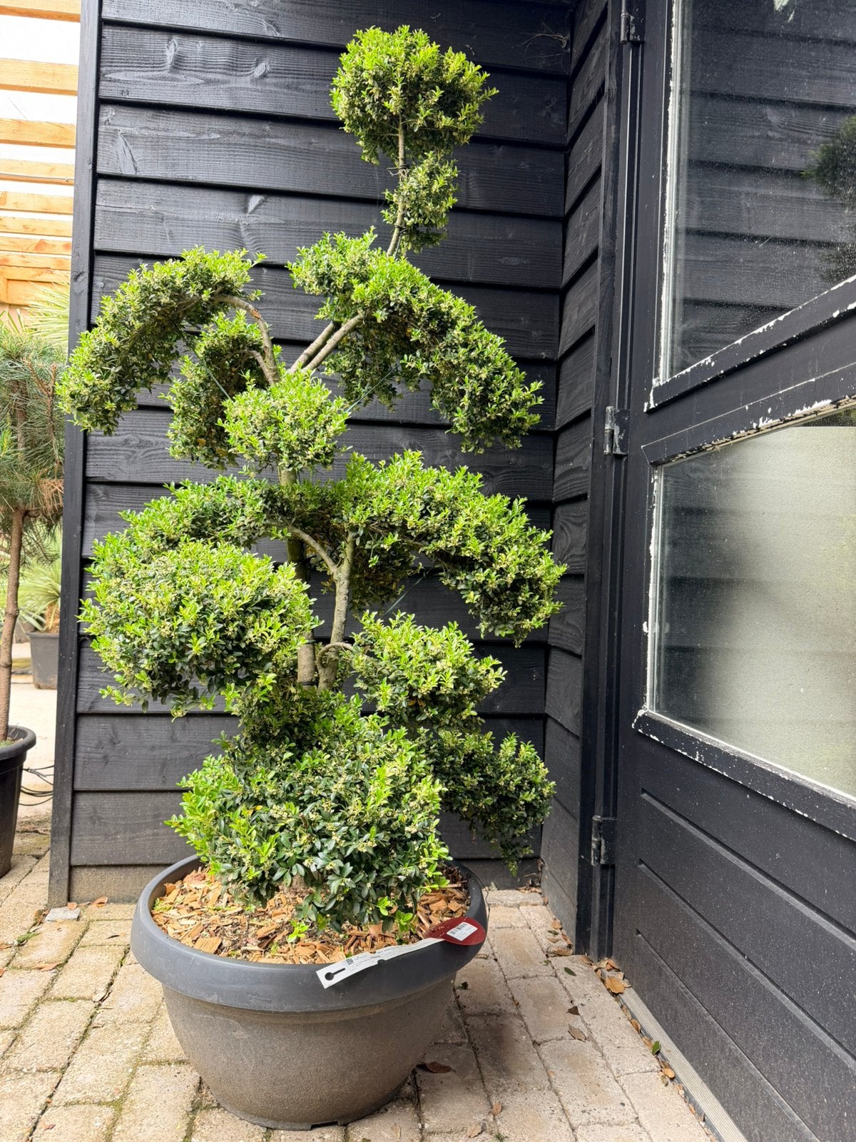 Ilex crenata kinme bonsai, Tuin en Terras, Ophalen, Bloeit niet, Halfschaduw, Overige soorten