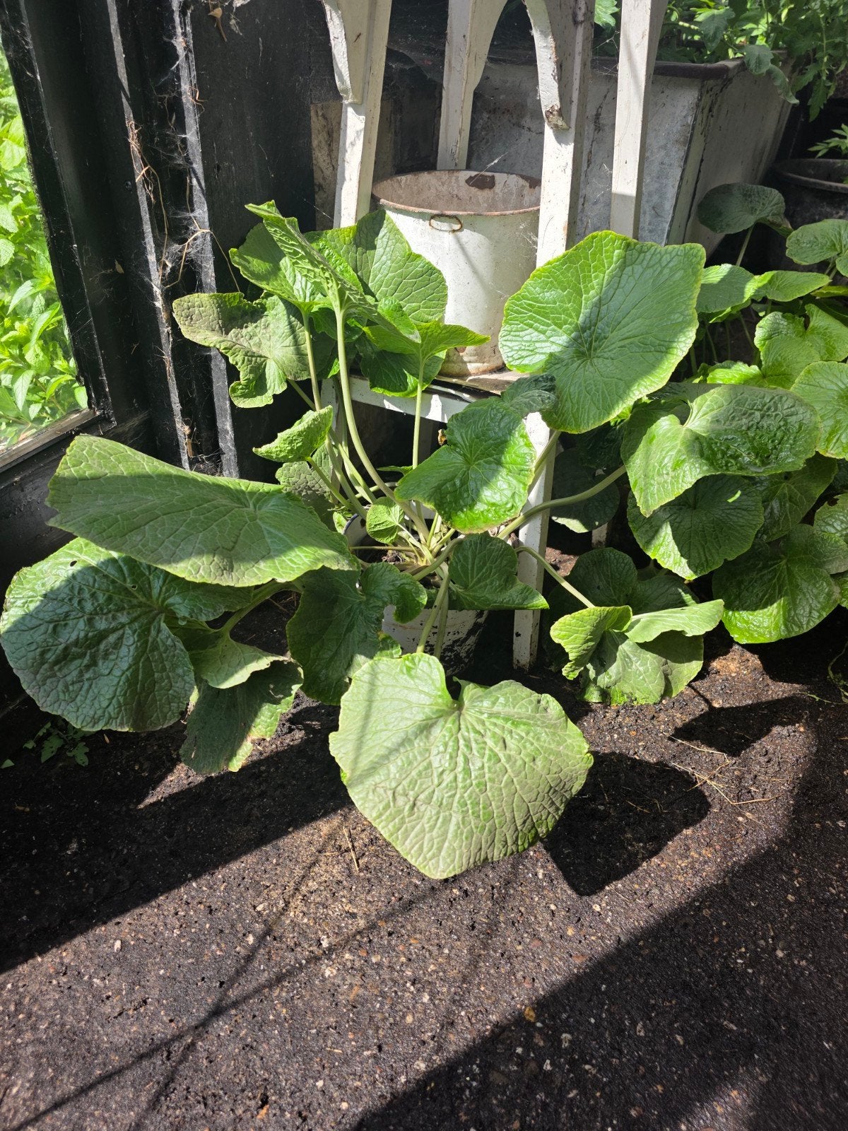 Verse Wasabi Planten - Wortel & Blad voor Salades, Ophalen