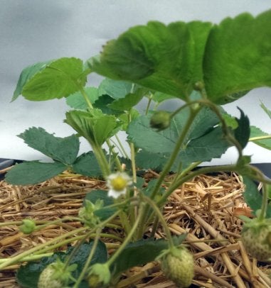Aardbei planten., Ophalen, Vaste plant, Overige soorten, Volle zon