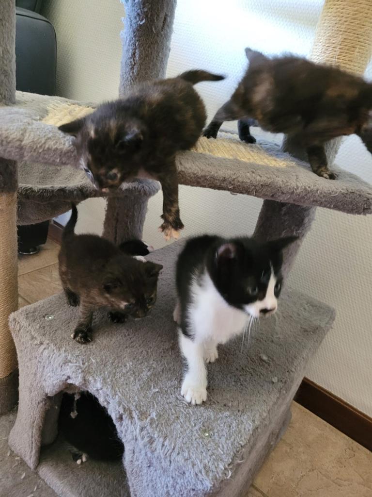 Speelse kittens, Meerdere dieren, Kortharig, 0 tot 2 jaar