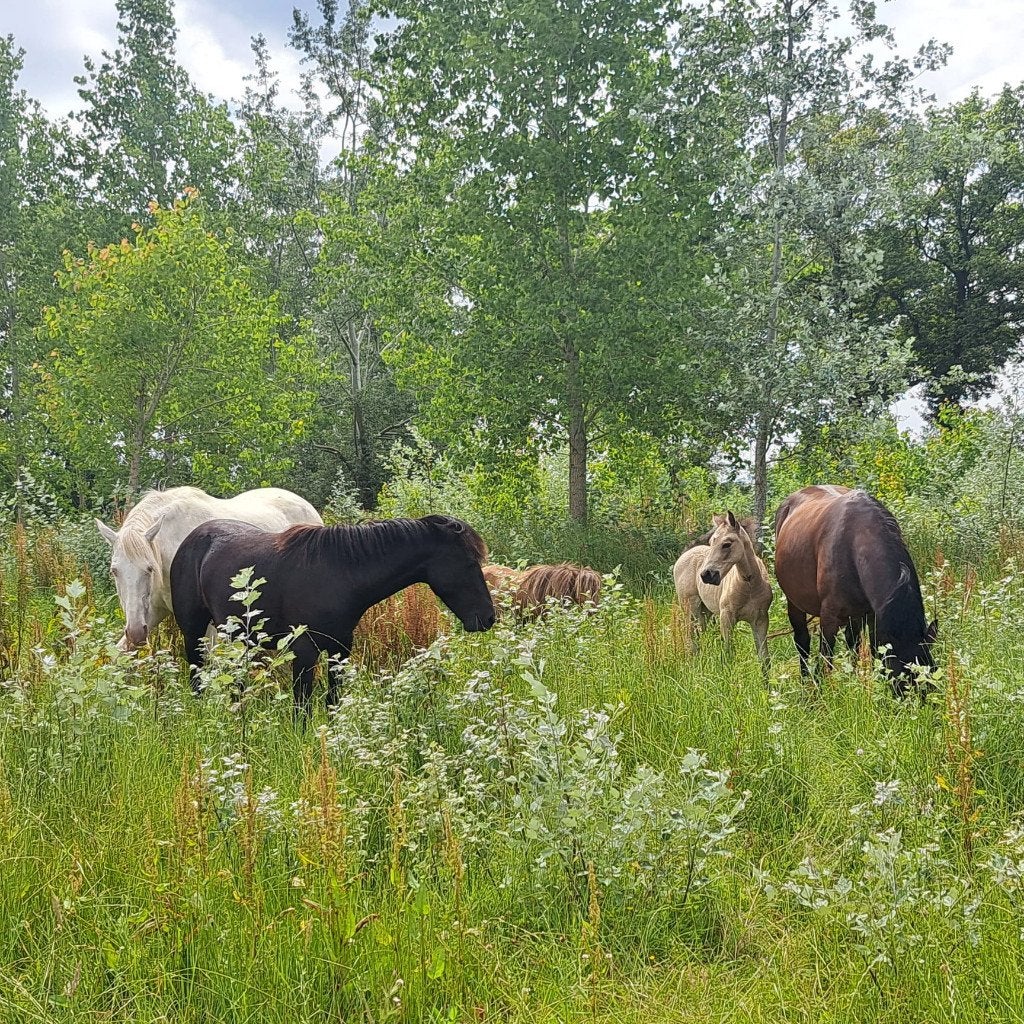 WEILAND WEIDE TE KOOP Paardenparadijs Voedselbos Moestuin, Weidegang, 4 paarden of pony's of meer