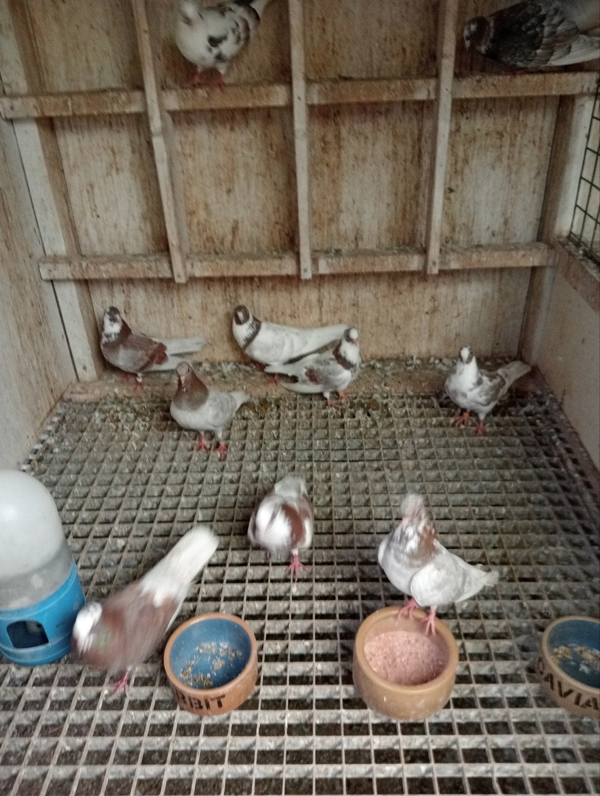 kumrus, Meerdere dieren, Postduif