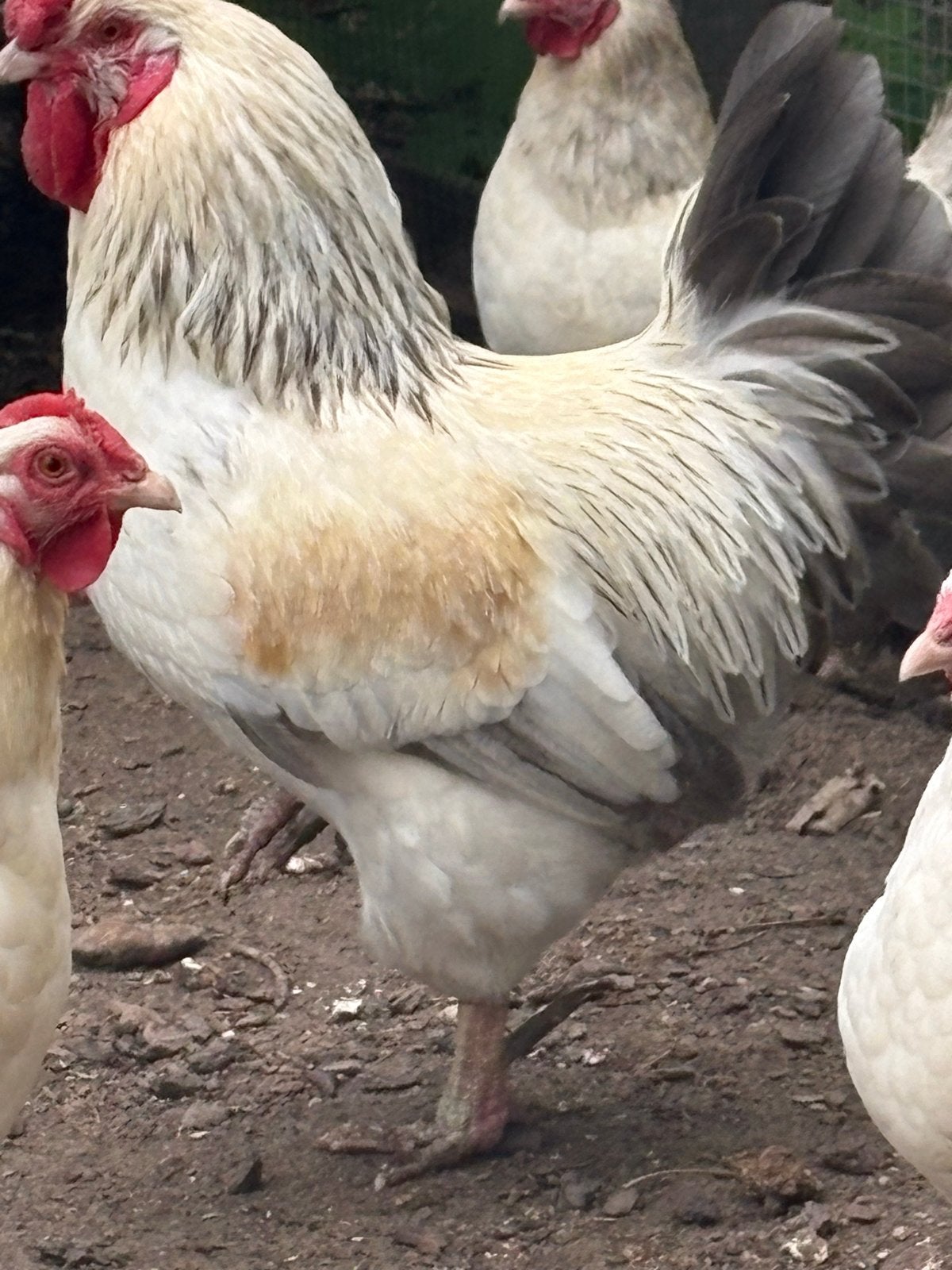 Wyandotte kippen, Dieren en Toebehoren, Ophalen of Verzenden, Overige typen