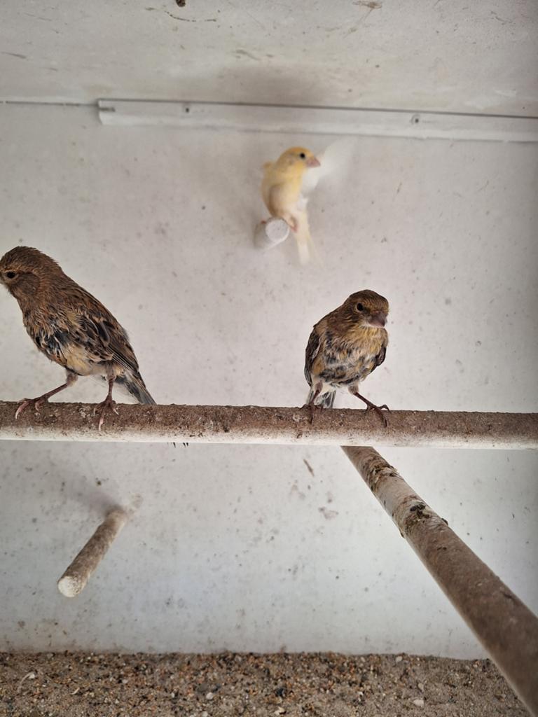 Te koop, 4 jonge kanaries broed 2026, Dieren en Toebehoren, Vogels | Kanaries, Geslacht onbekend, Kleurkanarie
