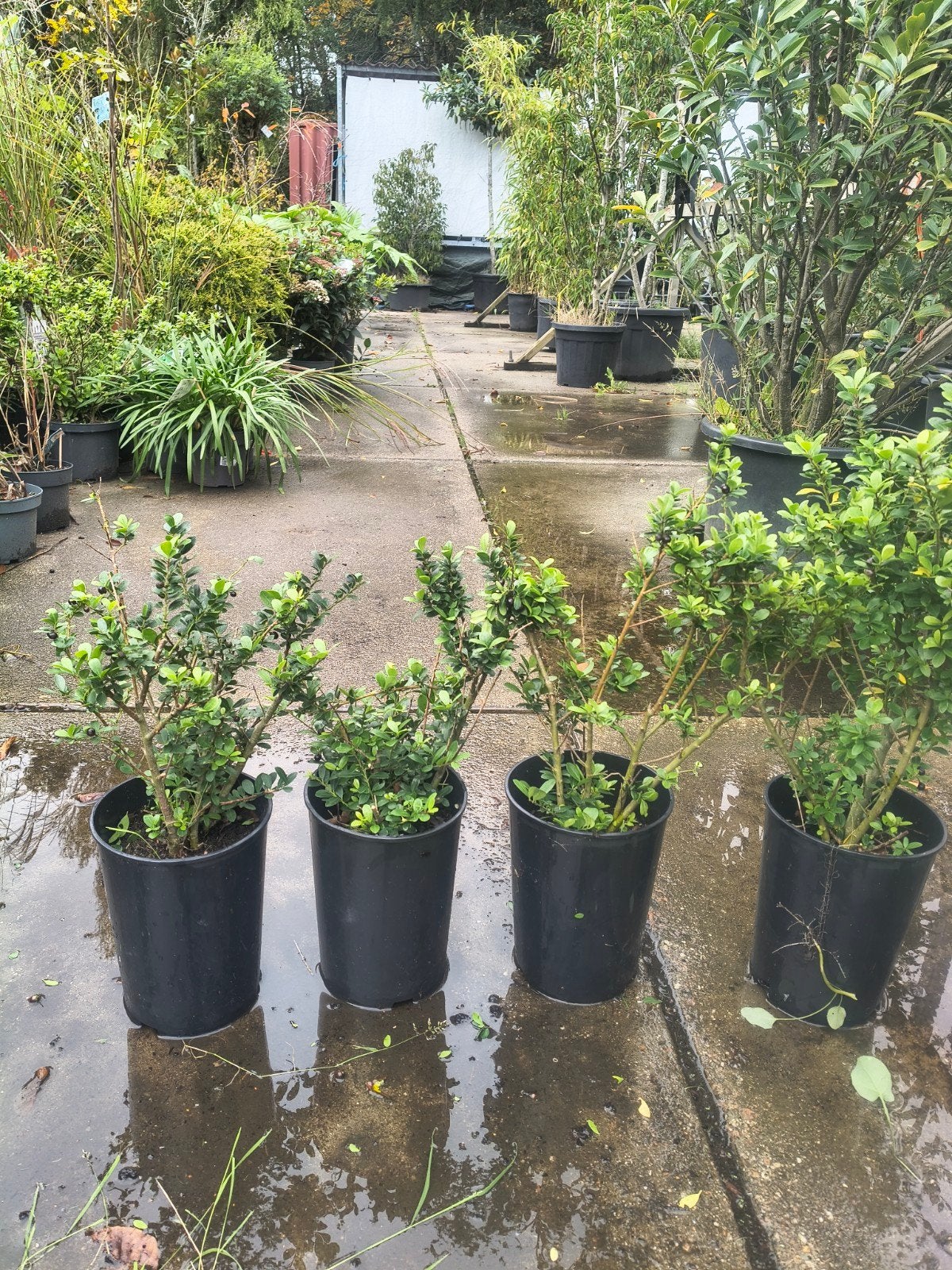 ilex crenata 19 stuks, Ophalen, Hulst, Minder dan 100 cm