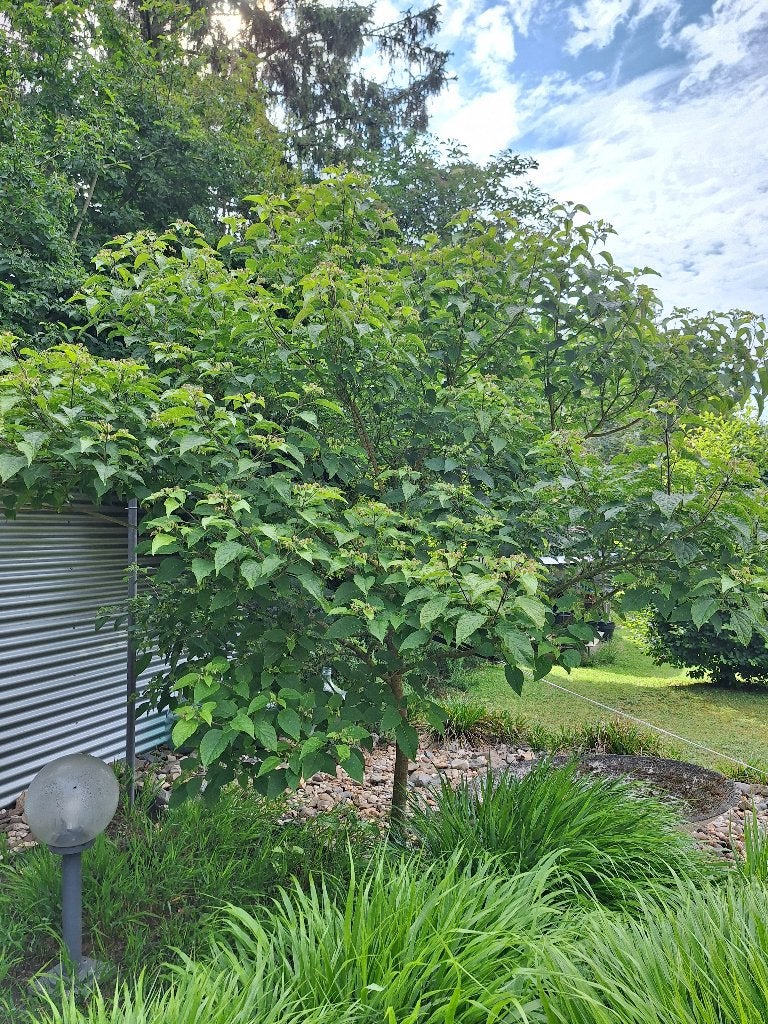 Pindakaasboom Kansenboom Clerodendrum trichotomum, Overige soorten, Lente, 250 tot 400 cm, Ophalen