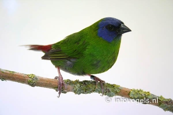 vogels, Meerdere dieren, Parkiet