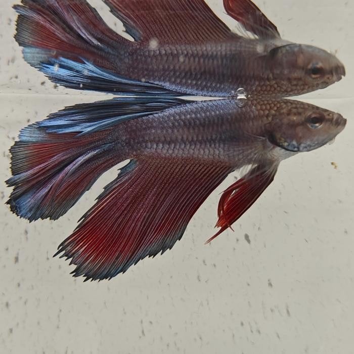 betta splendens man 04, Dieren en Toebehoren, Vis