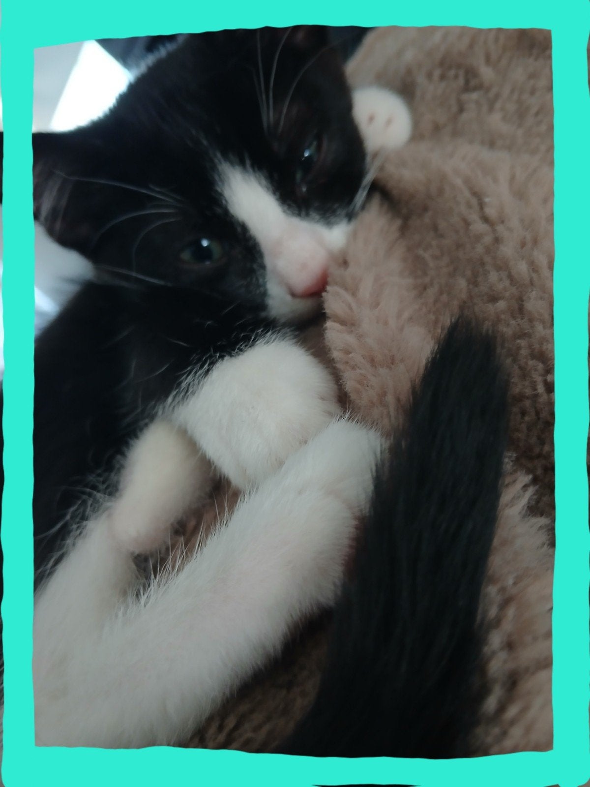 💙💙 Fijn huisje gezocht voor nog 1 lief kitten ( katertje ), Kater