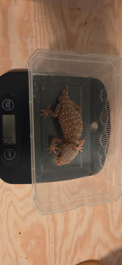 1.2 Nephrurus Amyae, Dieren en Toebehoren, Hagedis, 0 tot 2 jaar