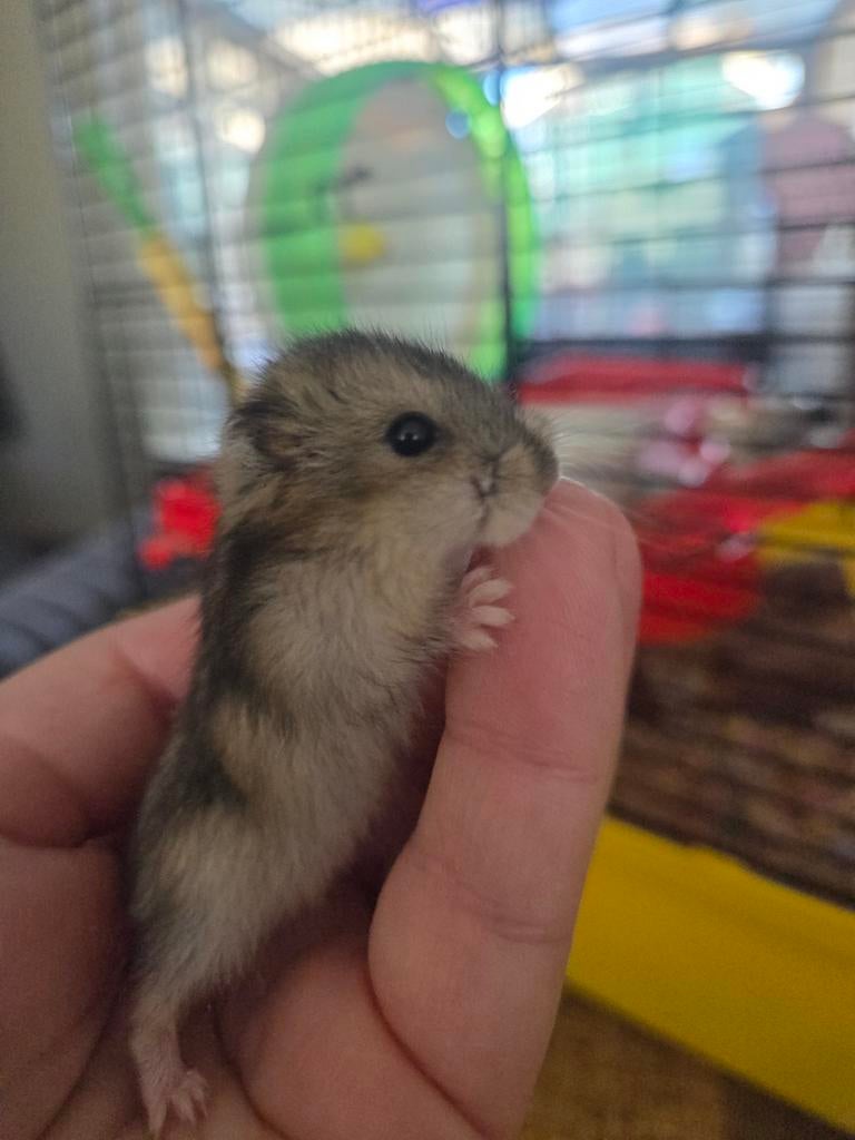 te koop baby russiche dwerghamster, Dieren en Toebehoren, Knaagdieren, April, Meerdere dieren, Hamster