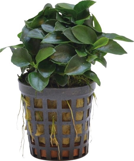 anubias nana bonzai €5,95, Dieren en Toebehoren, ., Overige typen, Nieuw, Ophalen of Verzenden